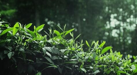 关于匠心续写新茶事——青龙茶传统制作技艺 的信息(1)