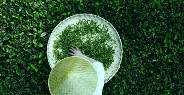 关于匠心续写新茶事——青龙茶传统制作技艺 的信息(4)