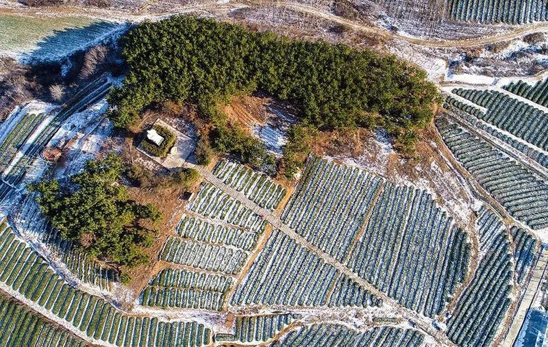 有关于青岛:海青茶园低温应急防护技术指导意见的内容