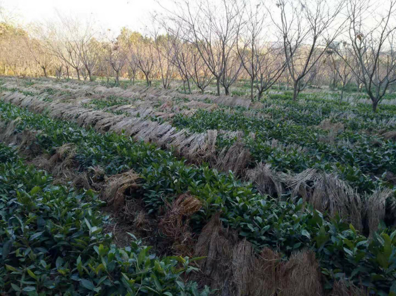 有关于青岛:海青茶园低温应急防护技术指导意见的内容(7)