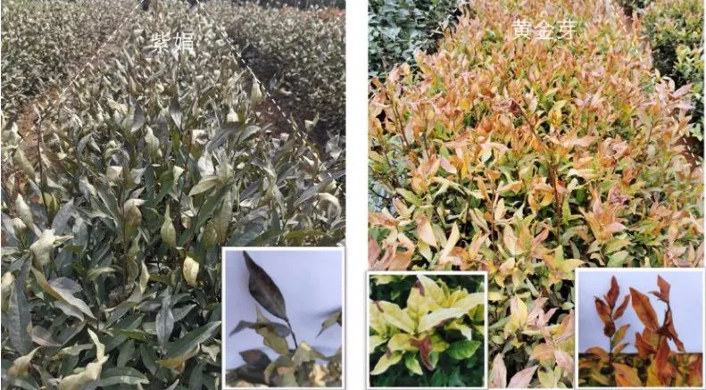 有关于青岛:海青茶园低温应急防护技术指导意见的内容(3)
