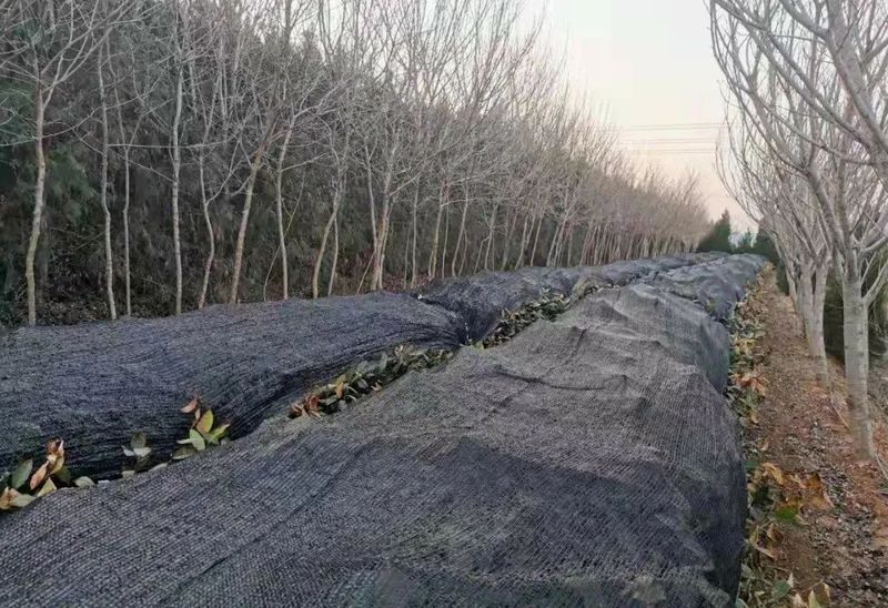 有关于青岛:海青茶园低温应急防护技术指导意见的内容(6)