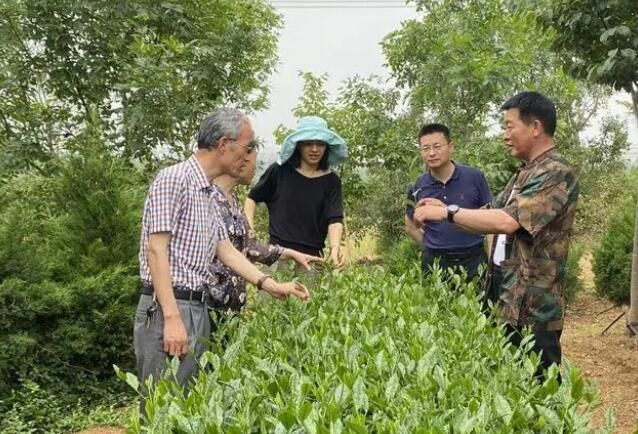 有关于日照市强化智力服务 助推茶产业高质量发展的新闻