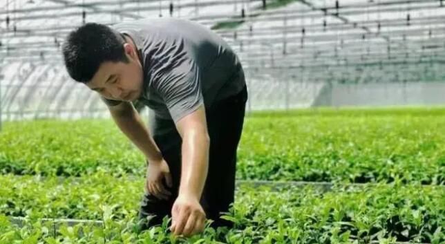 有关于日照市强化智力服务 助推茶产业高质量发展的新闻(1)