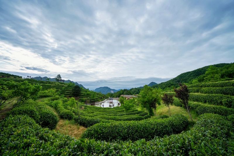 关于汉中第二批生态茶园风采——宁强、略阳、洋县篇的资讯(5)