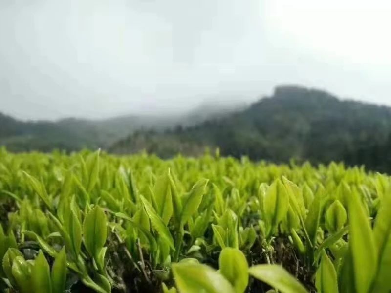 关于汉中第二批生态茶园风采——宁强、略阳、洋县篇的资讯(8)