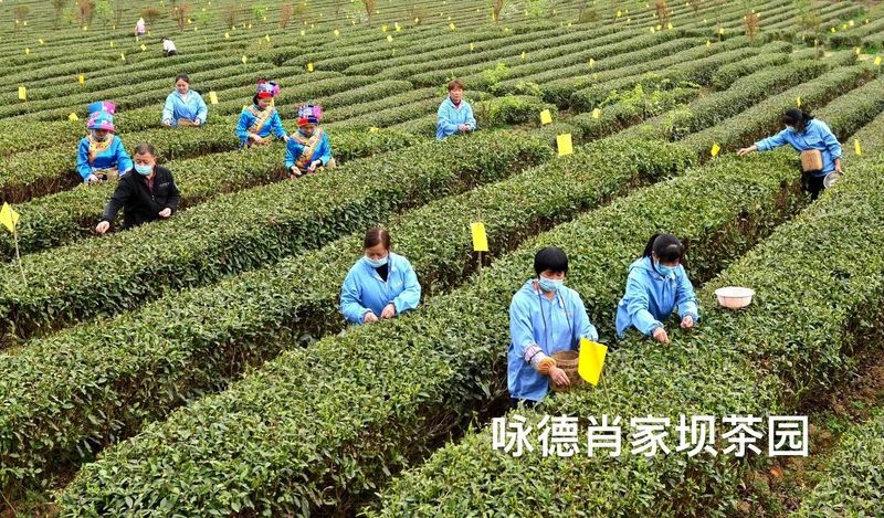 关于汉中第二批生态茶园风采——宁强、略阳、洋县篇的资讯(1)