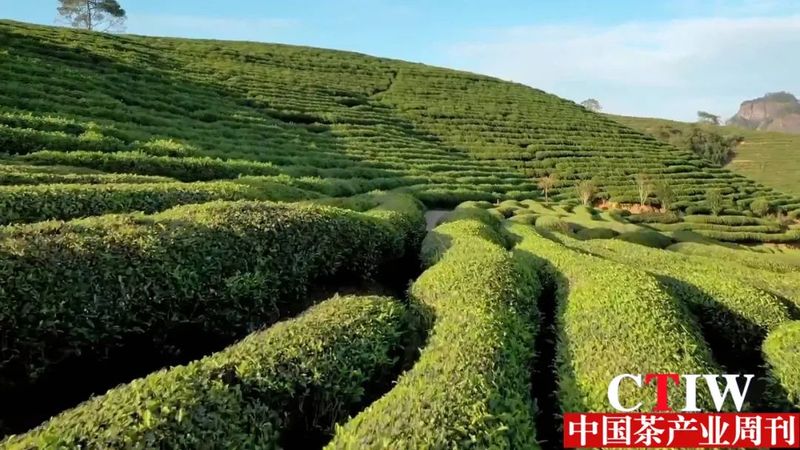 关于福建南平：国家级“三茶”统筹发展先行区崭露头角的新闻