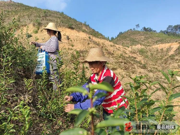 有关于䕨县计划今冬明春建设生态茶园2.5万亩的新闻