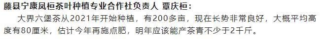 有关于䕨县计划今冬明春建设生态茶园2.5万亩的新闻(5)