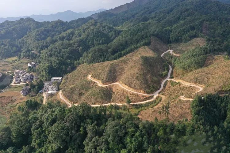有关于䕨县计划今冬明春建设生态茶园2.5万亩的新闻(9)