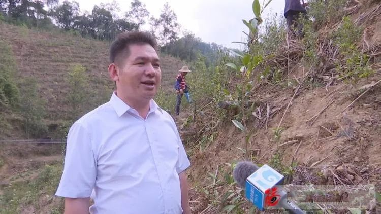 有关于䕨县计划今冬明春建设生态茶园2.5万亩的新闻(4)