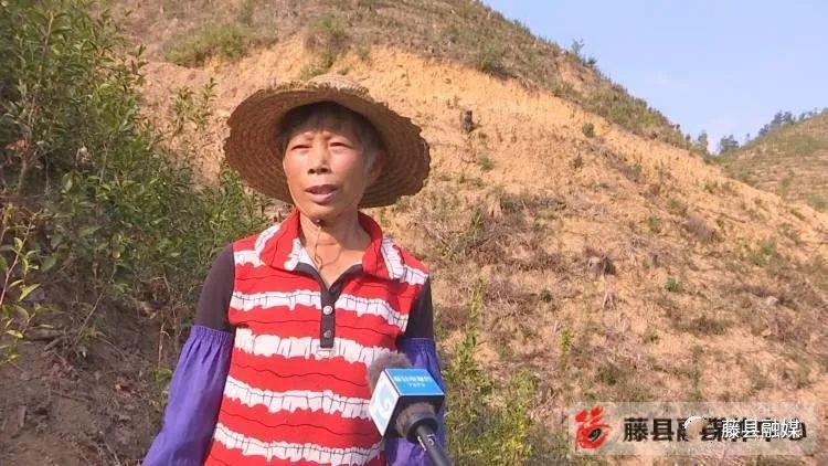 有关于䕨县计划今冬明春建设生态茶园2.5万亩的新闻(2)