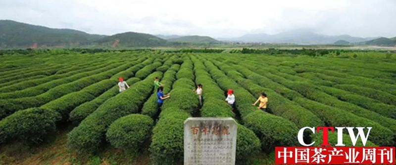有关于福建建瓯:大数据平台赋能茶产业发展的消息