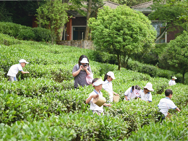 有关于2023茶旅研学趋势讲座分享会 , 12月1日,共探“茶的生物多样性与文化多元性”的内容(2)