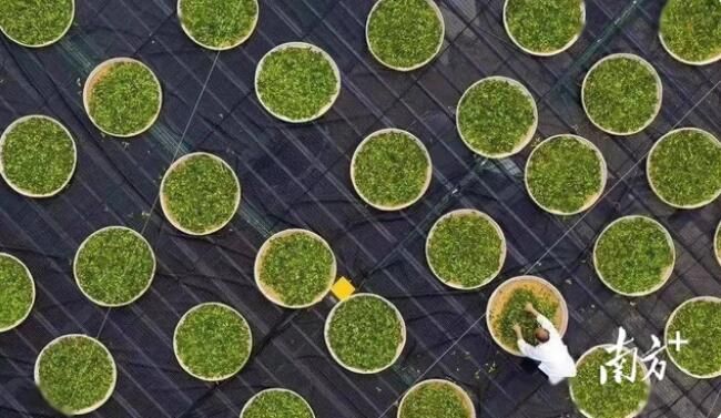 关于秦巴苍茫,汉水悠广,陕茶传千年的相关内容(4)