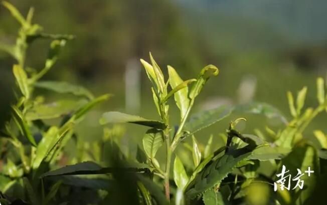 关于秦巴苍茫,汉水悠广,陕茶传千年的相关内容(1)