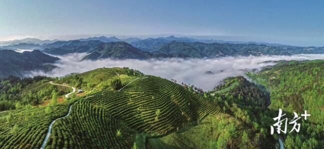 关于秦巴苍茫,汉水悠广,陕茶传千年的相关内容
