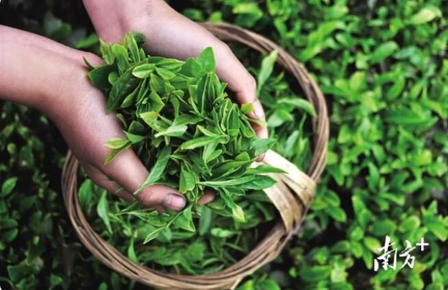关于秦巴苍茫,汉水悠广,陕茶传千年的相关内容(3)