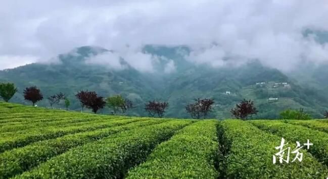 关于秦巴苍茫,汉水悠广,陕茶传千年的相关内容(5)