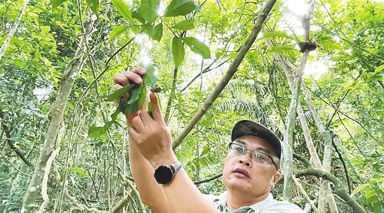 有关于海南：跨越千年，重拾一杯茶的新闻(2)
