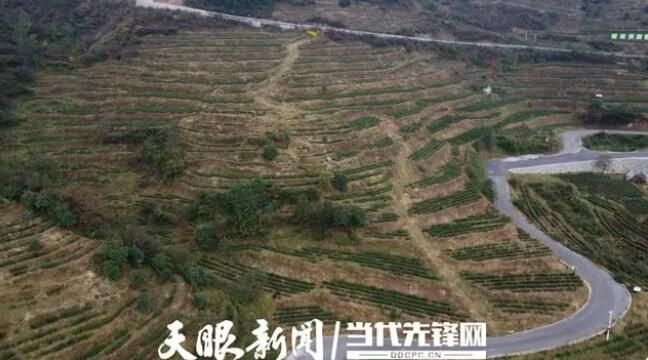 有关于谭化爱:“白叶一号”茶园让我家的日子越过越红火的信息(2)