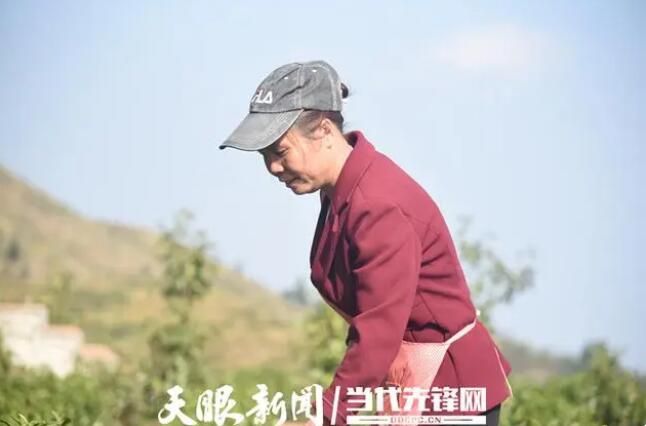 有关于谭化爱:“白叶一号”茶园让我家的日子越过越红火的信息