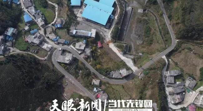 有关于谭化爱:“白叶一号”茶园让我家的日子越过越红火的信息(3)