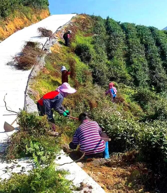 有关于都匀:冬日茶园管护忙的新闻(4)
