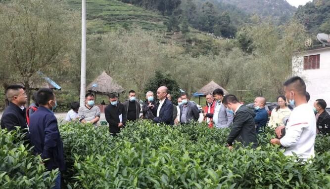 有关于都匀:冬日茶园管护忙的新闻(6)