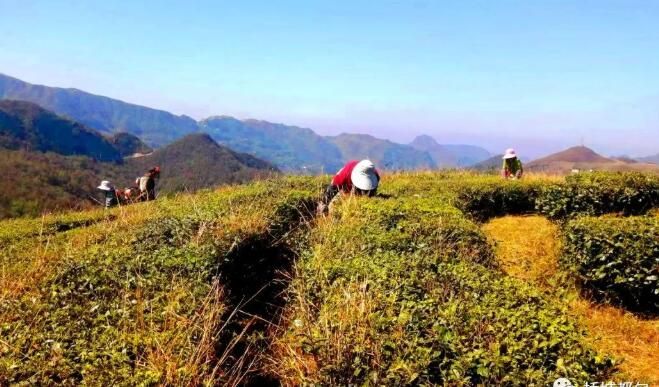 有关于都匀:冬日茶园管护忙的新闻(5)