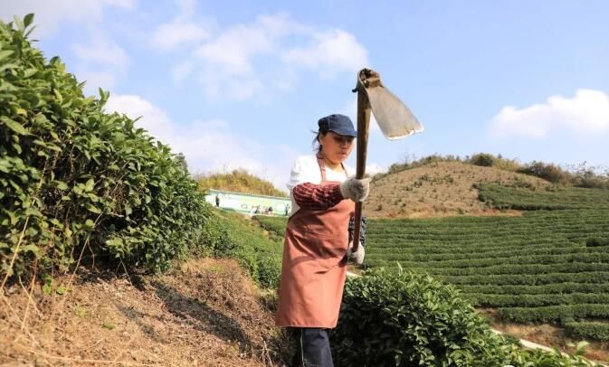 有关于都匀:冬日茶园管护忙的新闻(2)