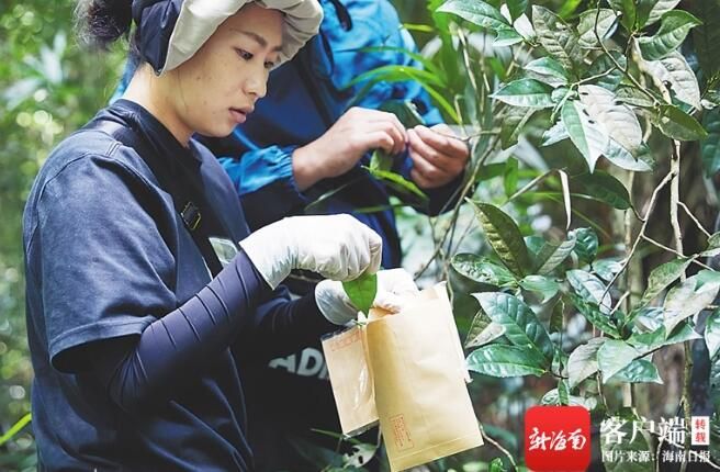 有关于再造海南“茗星”!海南大叶茶迎来新机遇的最新消息(1)