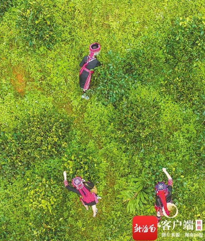 有关于再造海南“茗星”!海南大叶茶迎来新机遇的最新消息(2)