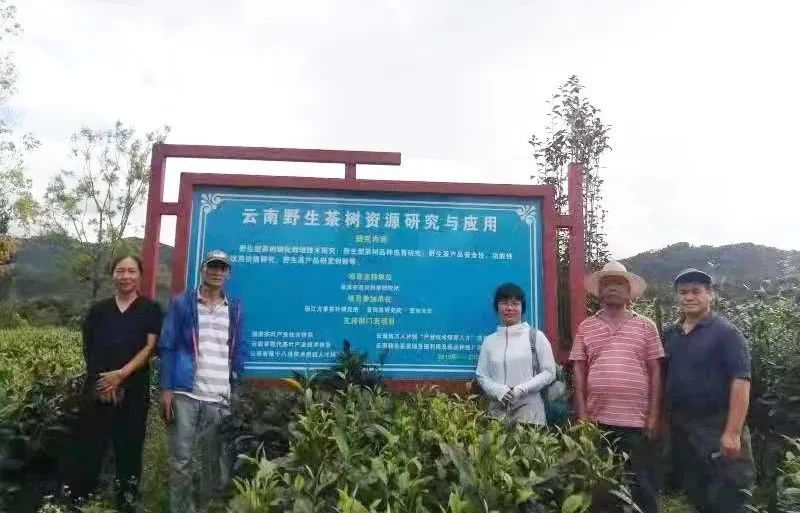 关于国家茶叶产业技术体系育种技术岗位科学家到普洱综合试验站调研指导的新闻