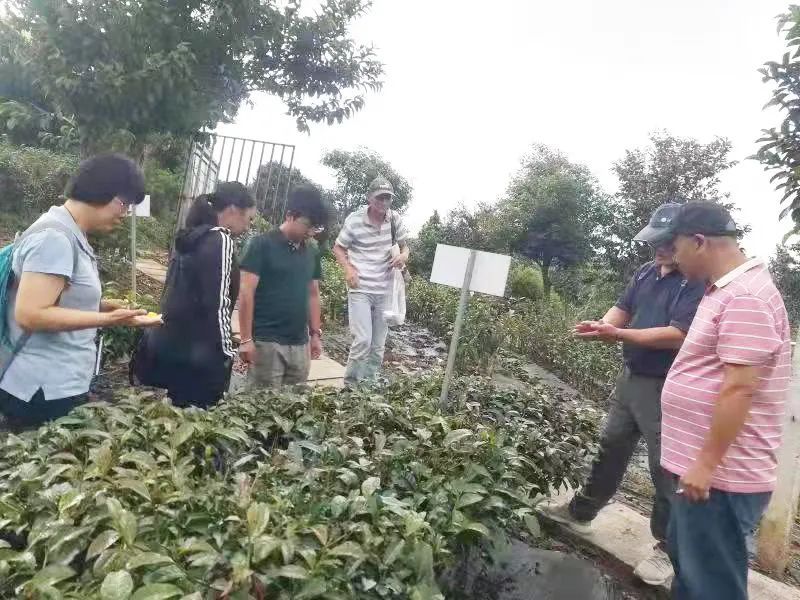 关于国家茶叶产业技术体系育种技术岗位科学家到普洱综合试验站调研指导的新闻(1)