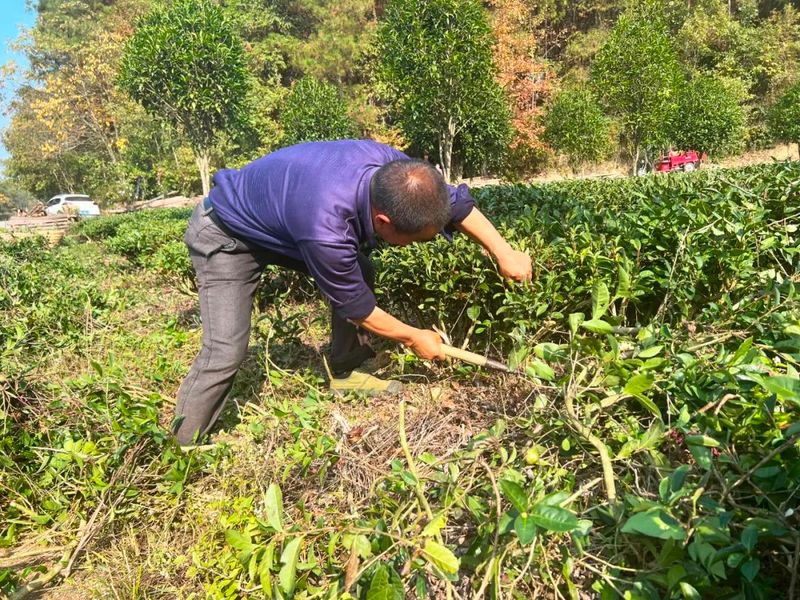 关于“千人百进”蹲点采访,湄潭抄乐镇:茶园冬管火热进行!的资讯