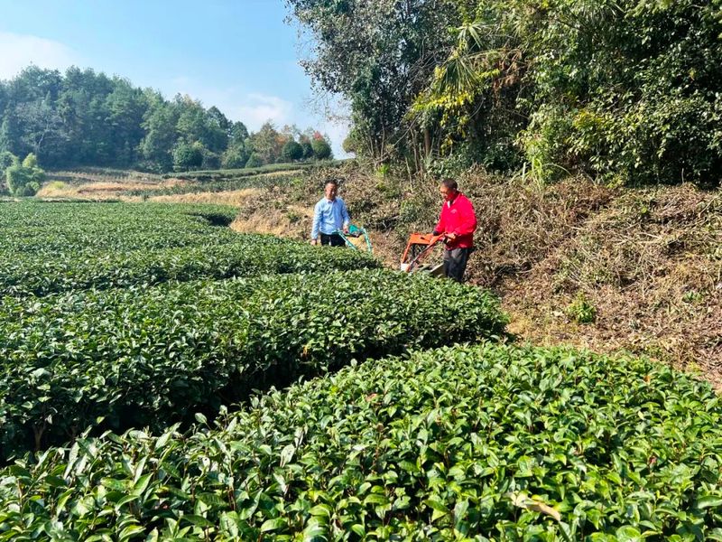关于“千人百进”蹲点采访,湄潭抄乐镇:茶园冬管火热进行!的资讯(3)