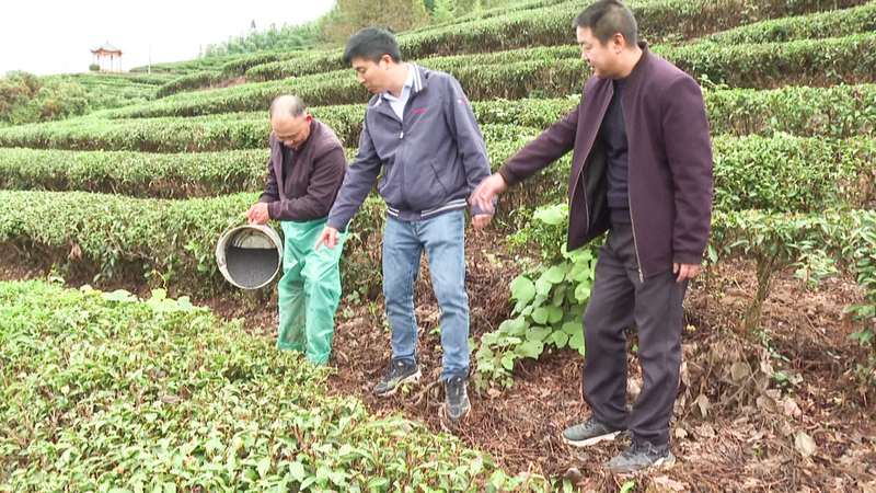 有关于建宁县农业农村局:大力发展茶产业 促农增收致富的相关内容