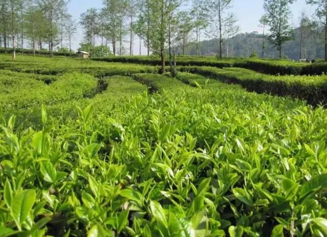有关于昌宁：茶产业稳步发展的消息