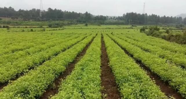 有关于昌宁：茶产业稳步发展的消息(1)