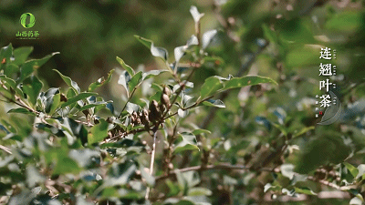 有关于山西药茶：终将成为中国第七大茶系的资讯