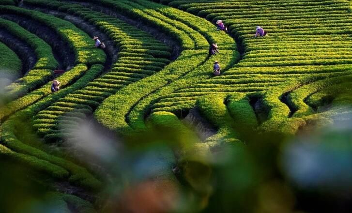 关于安溪:生态茶园绘就好“丰”景的相关内容(1)