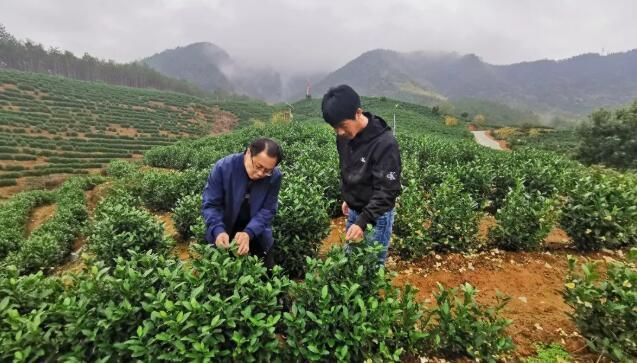 有关于旌德:“三化”引领茶产业高质量发展的新闻(1)