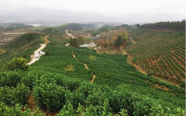有关于旌德:“三化”引领茶产业高质量发展的新闻(5)