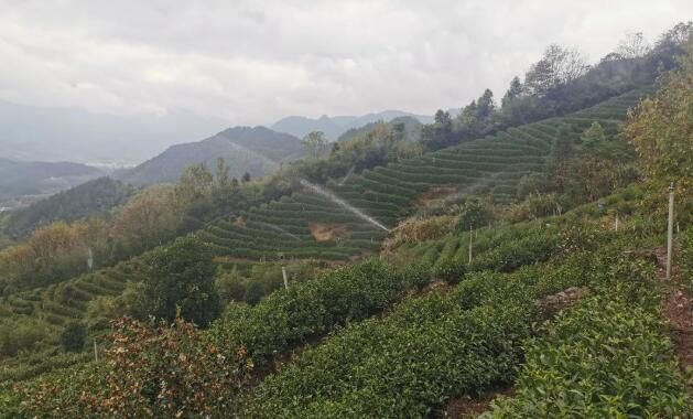 有关于旌德:“三化”引领茶产业高质量发展的新闻(4)