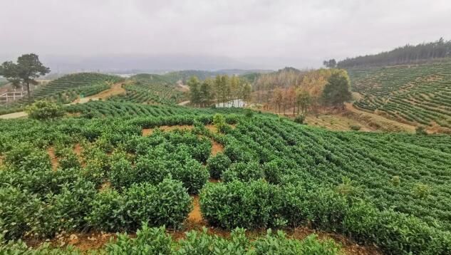 有关于旌德:“三化”引领茶产业高质量发展的新闻(3)