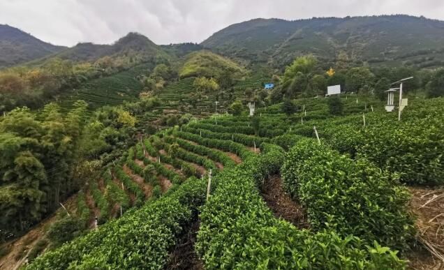 有关于旌德:“三化”引领茶产业高质量发展的新闻