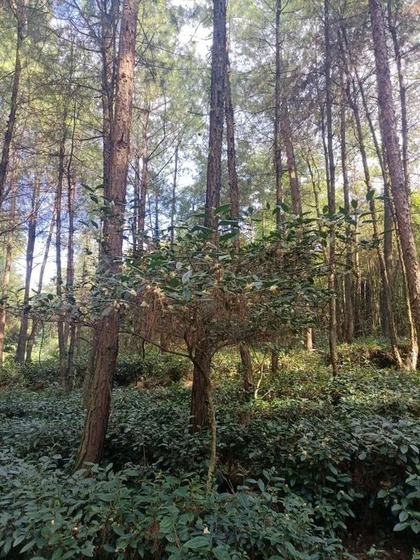 关于茶叶成林+花椒成片 广安前锋区打造现代特色农业发展新引擎的内容