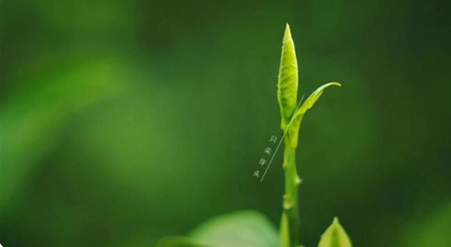 关于卓越品质定心绿茶,邀您品饮鲜嫩春意的相关信息(2)